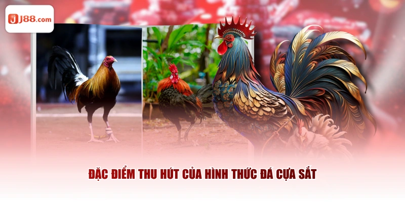 Đặc điểm thu hút của hình thức đá cựa sắt