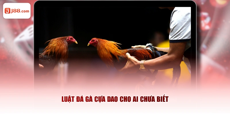 Luật đá gà cựa dao cho ai chưa biết